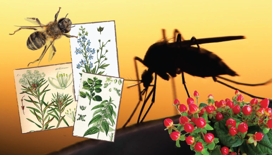 Ενοχλητικά έντομα και κουνούπια; Η ομοιοπαθητική έχει τον λόγο
